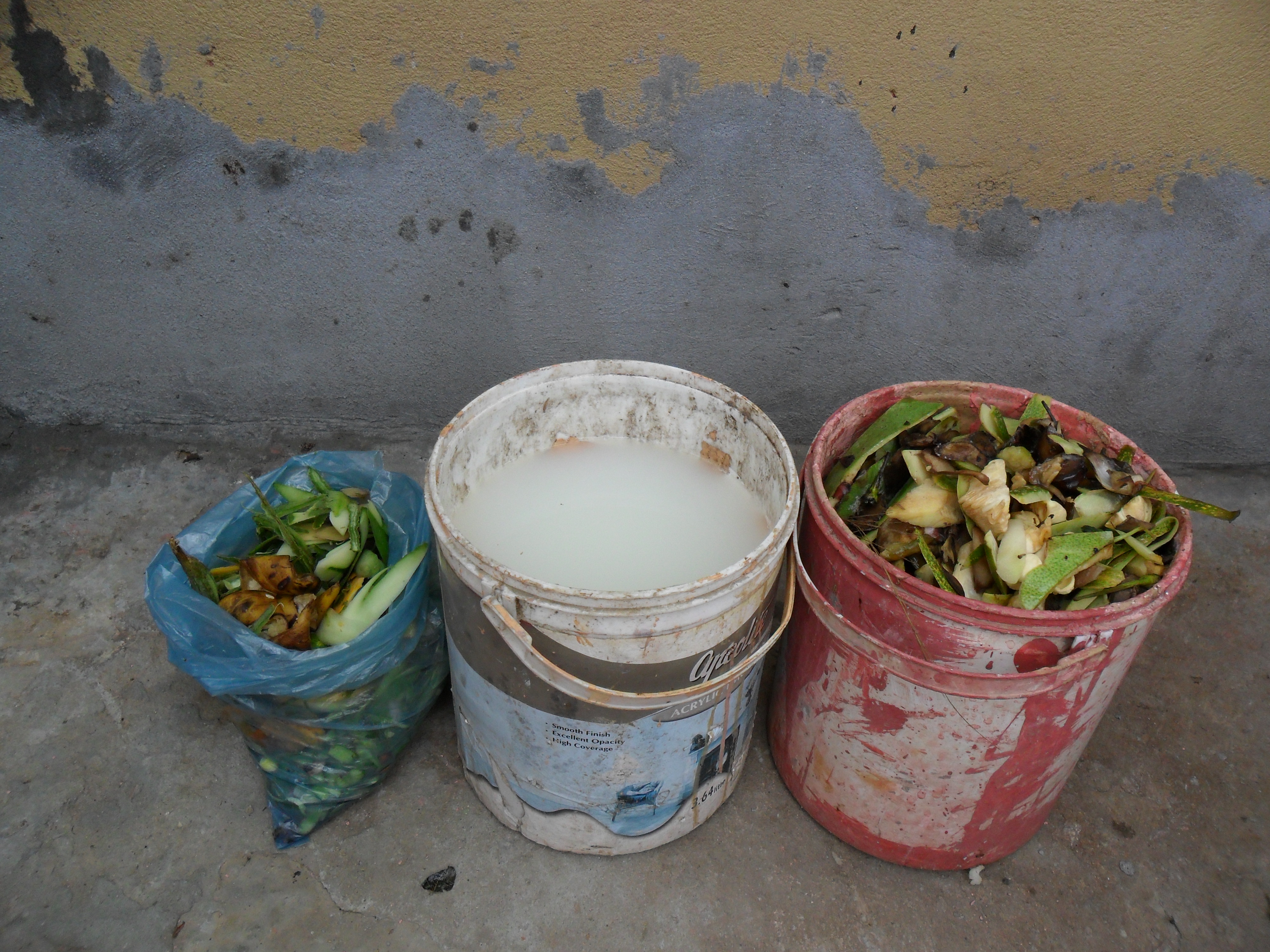 Kitchen waste used for the plant (rice water in the middle)