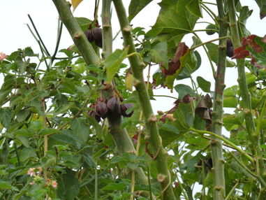 Jatropha tree in Ethiopia used as a fence
