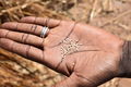 Sesame Seeds Burkina Faso.JPG