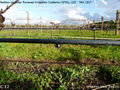 Irrigation 4.jpg