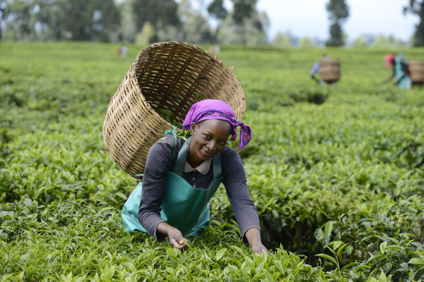 Woman tea farmer in Kenya.jpg