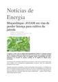 PT-Mocambique-AVIAM em vias de perder licenca para cultivo da jatrofa-Aunorius Andrews.pdf
