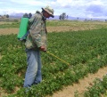 Farmer using filtered fertilizer for onions Bolivia.jpg