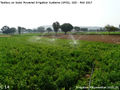 Irrigation 5.jpg