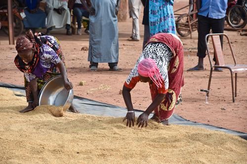 Rice drying in Bukina Faso.jpg