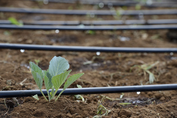 Drip irrigation in agriculture (©Böthling)
