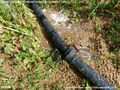 Irrigation Pipe Leaks KBlumenthal 2015.jpg