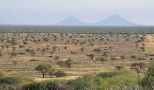Invader bush protected area in Namibia.jpg