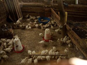 Poultry farm Uganda.jpg