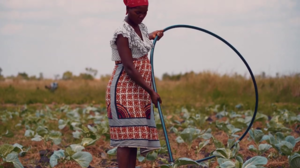 Smallholder farmer irrigating her cabbage garden using with water from a solar irrigation pump .png