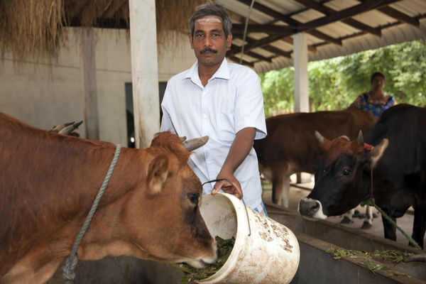 Milk farmer in SriLanka.jpg