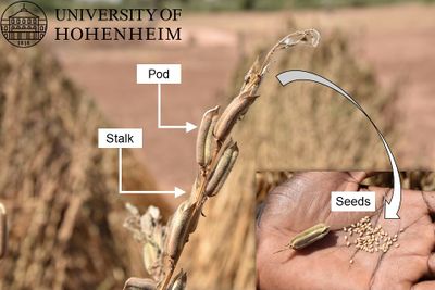 Fig. 1. Sesame stalks, pod and seeds (taken in Burkina Faso)..jpg