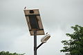 Birds nesting on a solar street light.JPG