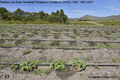 Irrigation 3.jpg